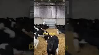 Dairy Calves Run Freely in the Calf Barn #shorts #calf #newborn #cow #cows #cuteanimals #dairy #fyp