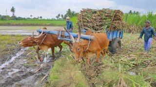 Bullock Cart Heavy Load Mud Ride by Sugarcane | Bullock Cart