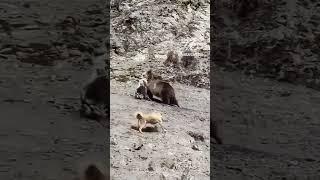 tibetan brown bear and feral dogs