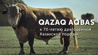 QAZAQ AQBAS | Қазақтың Ақбас тұқымына 70 жыл | 70 лет казахской белоголовой