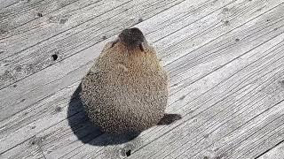 Fat groundhog is fat