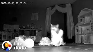 Hidden Camera Catches Cat Bringing Gifts To Her Family | The Dodo Cat Crazy