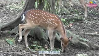 動物園出現單角梅花鹿？鹿科動物換角必經過程