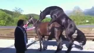 Красивое животное конь и трахается он так же красиво! Залюбуешься!!!