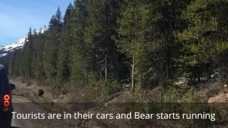 Grizzly Bear Encounter Jasper Park Canada | Banff Bear Attack