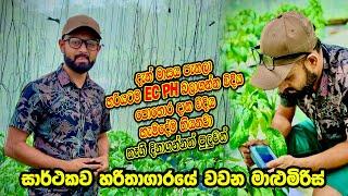 සාර්ථකව හදන මාළුමිරිස්  | දැන් මාසය පැනලා |  සාත්තූව හරියටම දැනගමු |  Smart Agri Farm | 0769808008