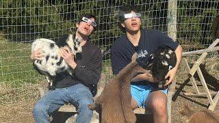 Barnyard Eclipse Mukbang