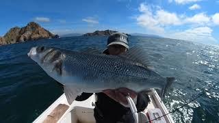 Pesca de robalo en Galicia con Sawamura One Up Shad