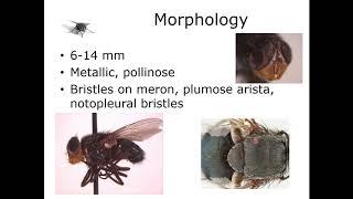 9 1 Calliphoridae Morphology