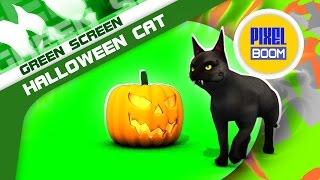 Green Screen Halloween Cat Pumpkin Light - Footage PixelBoom