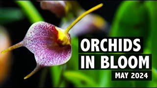 Orchid Collection Update - May 2024 | RARE Restrepia, Bulbophyllum, Masdevallia, & Laelia Blooms!