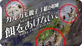 0520【カルガモ親子の悲劇 餌やりしないで】3組喧嘩雛殺し怖い。雛鳥置き去り。ハクセキレイの雛子育て。オナガの水浴び。鶴見川水系恩田川でコンデジ野鳥撮影　#身近な生き物語 #カルガモ親子　#餌やり