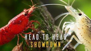 Red Cherry Shrimp VS Amano Shrimp  Which Is Right For You?