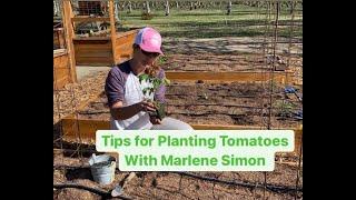 Tips For Planting Tomatoes