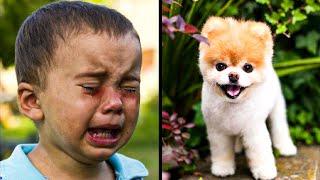 World's Cutest Dog Boo Dies Of A Heartbreak At 12, Just One Year After His Bestie's Death