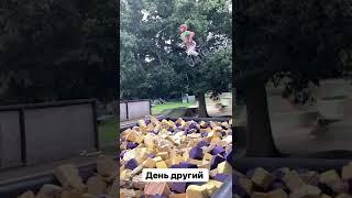 mishanya backflip into foam pit BMX