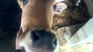 COW MASSAGE