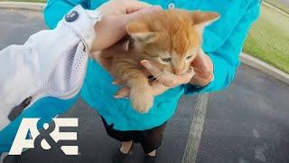 Motorcyclist Risks Her Life to Save Kitten Crossing Busy Intersection | Road Wars | A&E