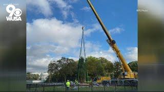 New National Christmas Tree planted in DC | It's A DC Thing