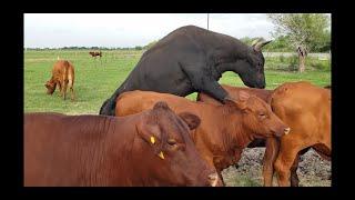 Bull Breeding Young Heifer.