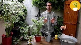 Comment arroser ses plantes en pot ?