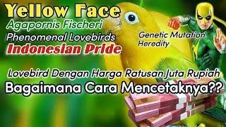 Fenomena Lovebird Yellow Face | Lovebird Kebanggaan Indonesia | Cara Mencetak Lovebird YF