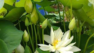 Lotus with uncountable blooms.