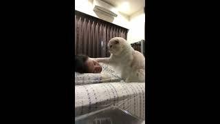 Cat licks sleeping owner's face