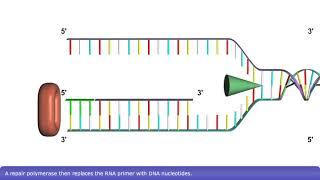 Detailed Animation on DNA Replication