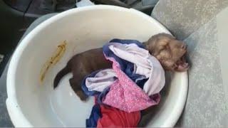 Heartbreaking of a tiny puppy can not stop screaming in pain, what happend to him