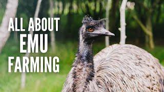 Emu Farming: An In-Depth Guide on Raising Emus