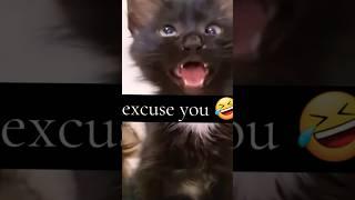 Confused Cat Reacts to Baby Talk