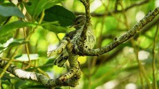 Early Autumn Birds, Birdsong & Color - New Zealand Birds, Kapiti