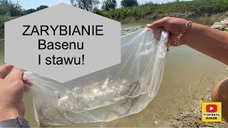 GRUBE ZARYBIANIE •basen i staw• (nowe gatunki)