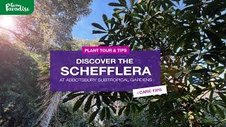Discover Schefflera in Subtropical Forest | Care & Propagation Tips