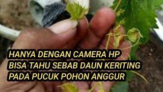 Cara mengatasi daun keriting pada pucuk pohon anggur