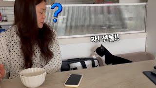 은혜 갚으려고 생선대신 자꾸만 공 물고 오는 고양이 녀석ㅋㅋ(감동아닌 웃음주의)