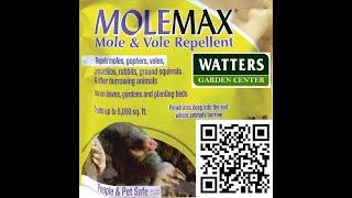 Gopher Repellent Molemax