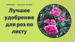 Rose//Готовим сами лучшее удобрение для роз по листу