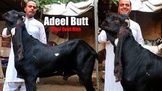 Adeel Butt Viral Goat Man On Social Media Lahore 2022