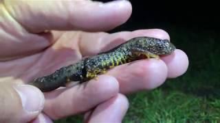 Discovering rare Great Crested Newts; amazing underwater footage! 4K