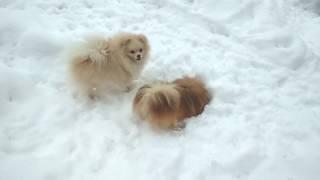 Зимние собачьи развлечения.  Winter dogs entertainments.