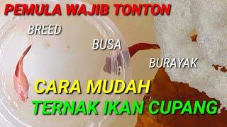 Cara Ternak Ikan Cupang Sangat Mudah, PEMULA WAJIB NONTON