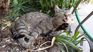 Martin cat is washing and cleaning up