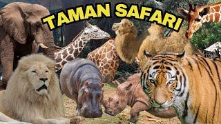 UPDATE TERBARU Taman Safari Bogor | Kebun Binatang | Harga Tiket, Aneka Hewan dan Animal Show