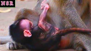 Nature Serenity Relaxing Tiny Baby Monkey Moments With Young Mom