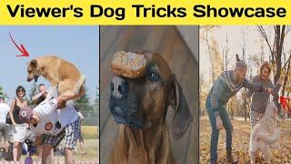 Pawsome Tricks: Viewer's Dog Tricks Showcase #dog #tricks #tips