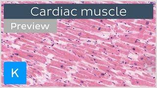 Cardiac muscle: characteristics, functions and location (preview) - Human Histology | Kenhub