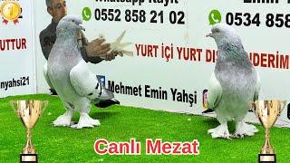  Şampiyonlar Ligi Efsane Oyun Kuşu Mezatı ‼️ Emin Yahşi Canlı Mezat #oyunkuşu #canlımezat 