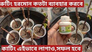 রুটিং হরমোন কতটা ব্যাবহার করবে ?how much use rooting hormone for cutting